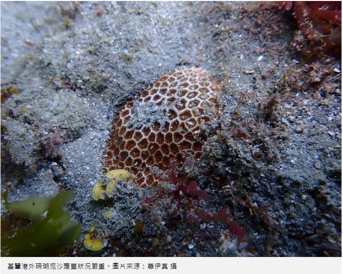 Featured image for “台灣環境資訊協會／滿地開發代價：珊瑚浩劫！「海岸零損失」不該淪為口號”